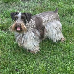 Sage - Miniature Schnauzer