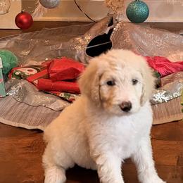 Casper - Cream male Aussiedoodle puppy in Lavonia, Georgia from H & A Kennels