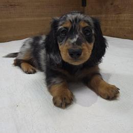 Wildberger - Dapple male Dachshund puppy in Dade City, Florida from Kingpindoxies
