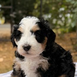 Sable - Tri-color female Bernedoodle puppy in Sandy, Oregon from MC Doodles