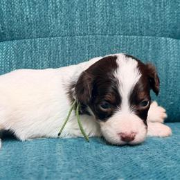 Moon (green) - Red tri-color female Aussiedoodle puppy in Watertown, Wisconsin from Little Bear Paws Aussiedoodles