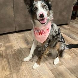 Storm - Border Collie