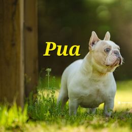 Pua - Cream female French Bulldog puppy in Cheraw, South Carolina from The Bully Barn