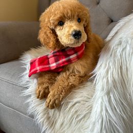 Morpho - Red  Poodle puppy in Swansboro, North Carolina from Monarch Standard Poodles