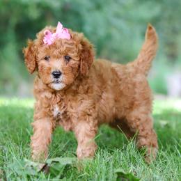 Girl 2 - female Goldendoodle puppy in Applecreek, Ohio from Pleasant Acre Farms