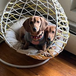 Dachshund Puppies from Mama Mabel’s Stable