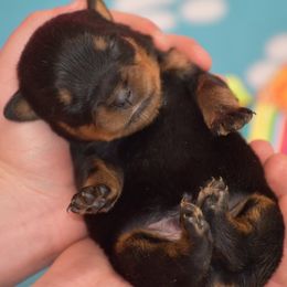 Domino - Black and mahogany male Rottweiler puppy in Catawissa, Pennsylvania from Sharp Ridge Rottweilers