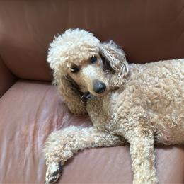 Poodle puppies from Sunshine Red Standard Poodles
