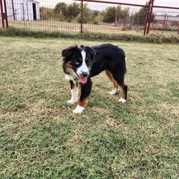 Hewey - Black tri male Miniature American Shepherd puppy in Depew, Oklahoma from Donna baumann