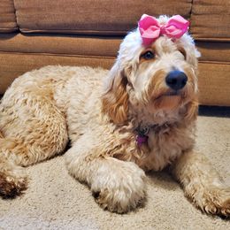 Goldendoodle All Grown Up from Lake Oakdale Doodles