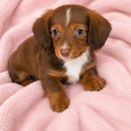 Ariel - Chocolate and tan female Dachshund puppy in Augusta, Georgia from Cherokee Hill Dachshunds