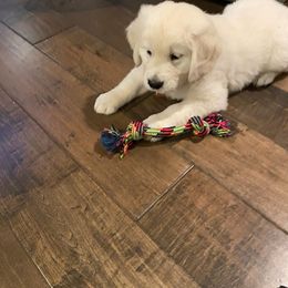 Golden Retriever Puppies from Gratz Kennels
