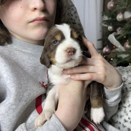 Benjamin - Liver white and roan male English Springer Spaniel puppy in Battle Creek, Michigan from Eden Springer Spaniels