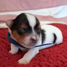 Kobe - Parti male Yorkshire Terrier puppy in Los Angeles, California from 818 Yorkies