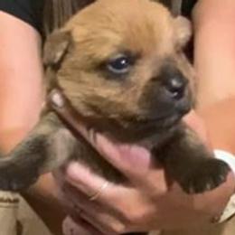 Anya's Boy - Red male Norfolk Terrier puppy in Bristol, Tennessee from Holston Hollow Farm