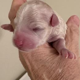 Bonnie - White and buff female Bichon Frise puppy in Rome, Georgia from Southern Sands Bichons