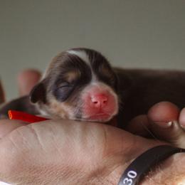 John - Sable male Pembroke Welsh Corgi puppy in South Otselic, New York from Ridge Top Corgis
