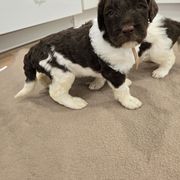 Honey - female Newfypoo puppy in Mckenzie, Tennessee from Small Town Doodles & Poodles
