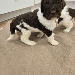 Honey - female Newfypoo puppy in Mckenzie, Tennessee from Small Town Doodles & Poodles