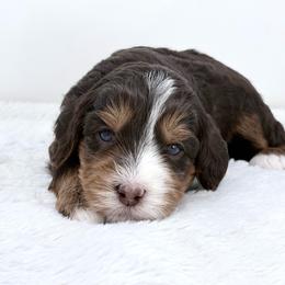 Sassy - female Golden Mountain Doodle puppy in Fleming, Colorado from Vandenbark Doodles
