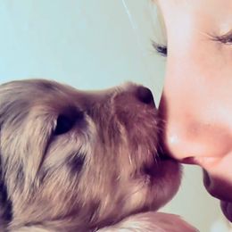 Toy Australian Shepherd Puppies from SLASH SEVEN Toy Aussies