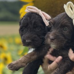 Australian Labradoodles from Kismet Labradoodles