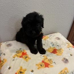 Rip - Black male Yorkipoo puppy in Brookings, South Dakota from Hofer Pups