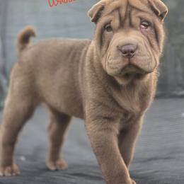 Taz - Chocolate dilute male Chinese Shar-Pei puppy in Salem, Ohio from WrinkleMonsters