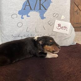 Collie Puppies from A/K Rough Collies