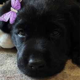 River - Black female Labrador Retriever puppy in Taylors, South Carolina from Spring Water Labs of the Carolinas