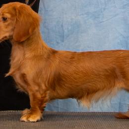 Nilla - Dachshund