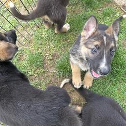 Black collar female - Black and tan female German Shepherd puppy in Columbiana County, Ohio from Das Müller Hund Haus