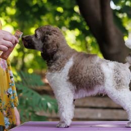 Poodle Puppies from Mystic Moon Poodles