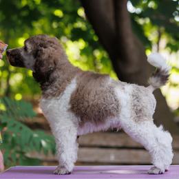 Poodle Puppies from Mystic Moon Poodles