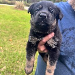 Purple collar girl - Bi-color female German Shepherd puppy in Lake City, Florida from Saylor Shepherds
