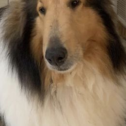 Collies from Costello Farm