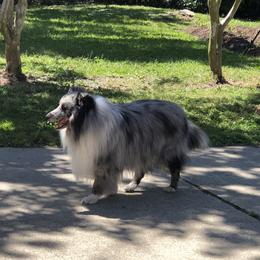 Tucker Blu - Shetland Sheepdog
