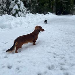 Fig - Dachshund