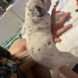 Dalmatian Puppies from Hallmark Dalmatians;