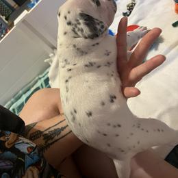 Dalmatian Puppies from Hallmark Dalmatians;