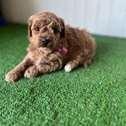 Miss Pink Collar - Red  female Poodle puppy in Springtown, Texas from North Texas Puppies