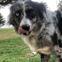 Australian Shepherds from Caylees aussies