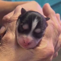 Anthony - Black and white male Pomsky puppy in Spring Hill, Florida from PDQ Pomskies
