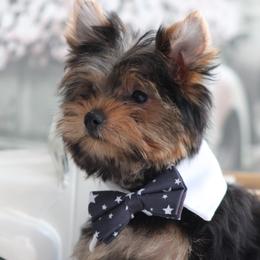 LANCE - Black and gold male Yorkshire Terrier puppy in Hughesville, Missouri from Puppykiss4u