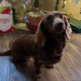 Dachshund All Grown Up from The Doxie Bar