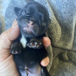 Black and tan girl - Black female Pug puppy in Ridgefield, Washington from Cupid’s Pugs
