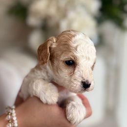 Cavapoochon Puppies from Doodles by design