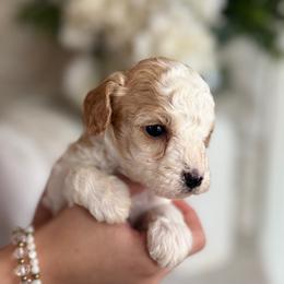 Cavapoochon Puppies from Doodles by design