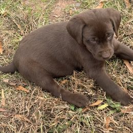 Dutch - Chocolate male Labrador Retriever puppy in Eden, North Carolina from Black House Sports Dogs