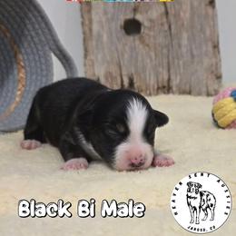 Elmer - Black & white male Miniature Australian Shepherd puppy in Jaroso, Colorado from Heaven Sent Aussies